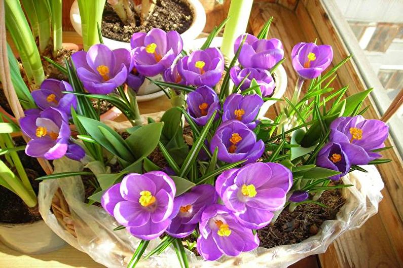 Bulb crocus propagation