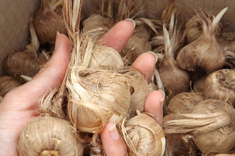 Bulb crocus propagation