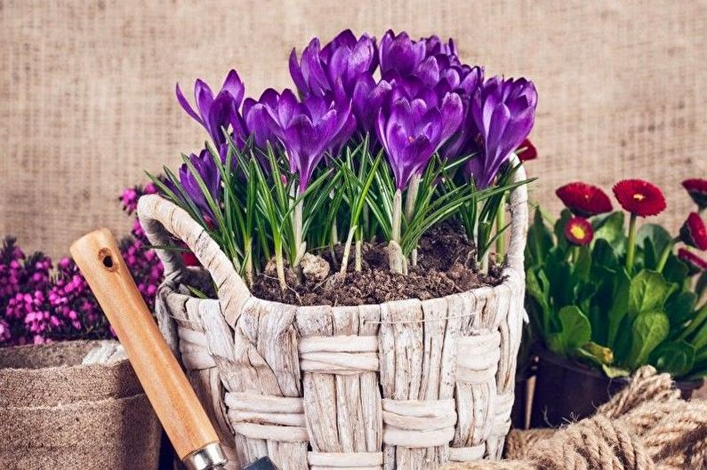 Crocuses (saffron) - photo