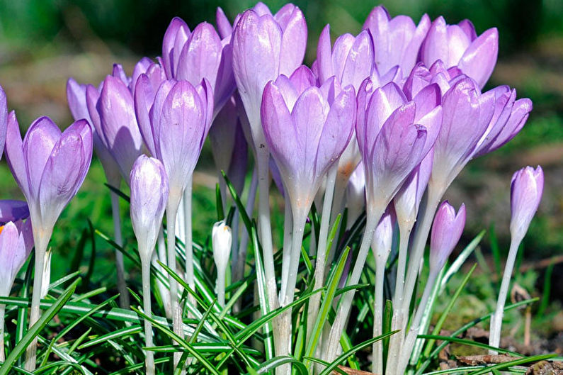 Crocuses (saffron) - photo