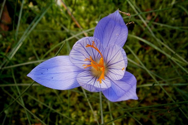 Crocuses (saffron) - photo