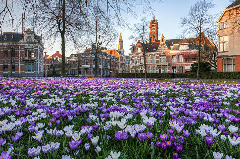 Crocuses (saffron) - photo