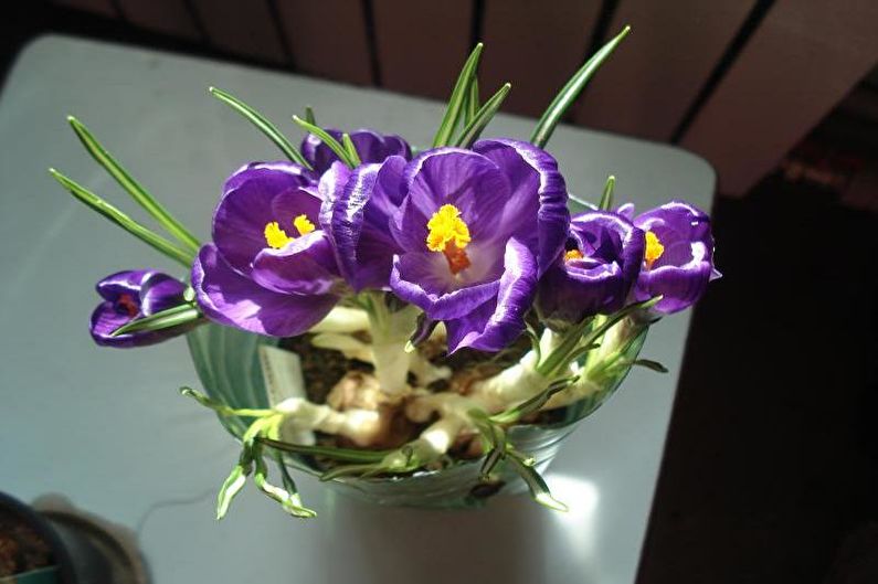 Crocuses (saffron) - photo