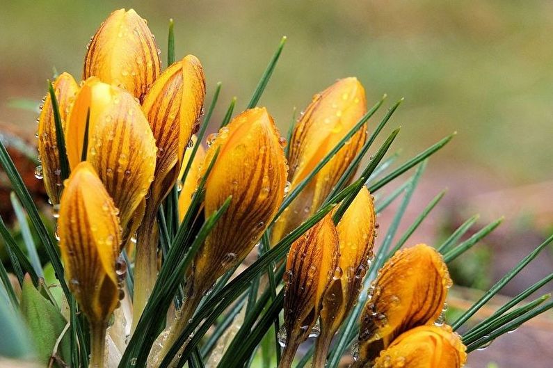 Crocuses (saffron) - photo