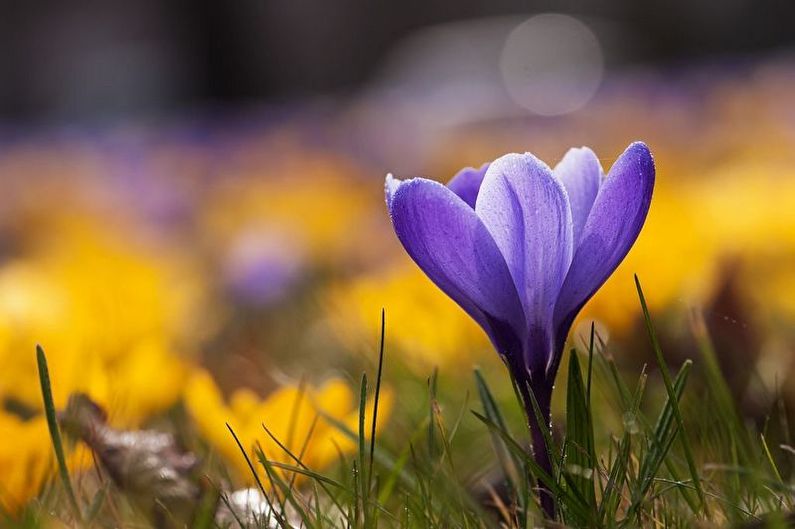 Crocuses (saffron) - photo