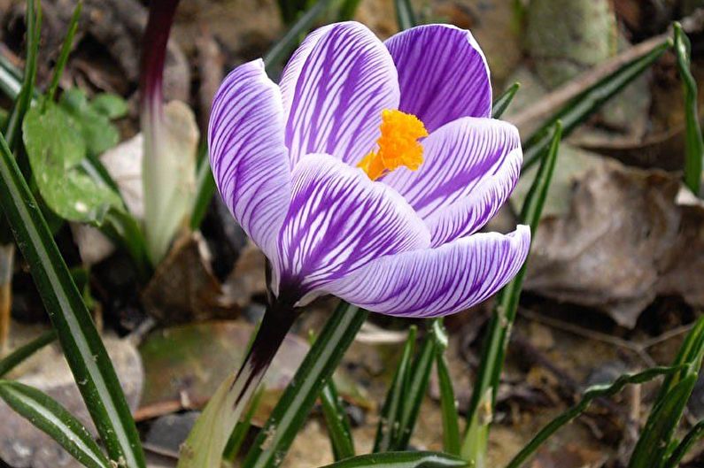 Crocuses (saffron) - photo