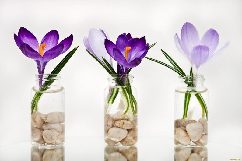 Crocuses (saffron) - photo