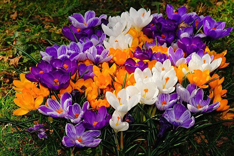 Crocuses (saffron) - photo