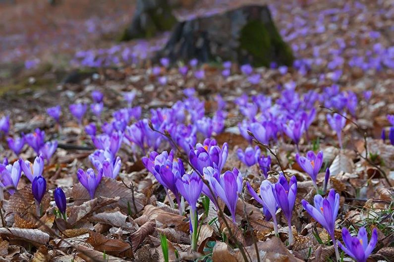 Crocuses (saffron) - photo