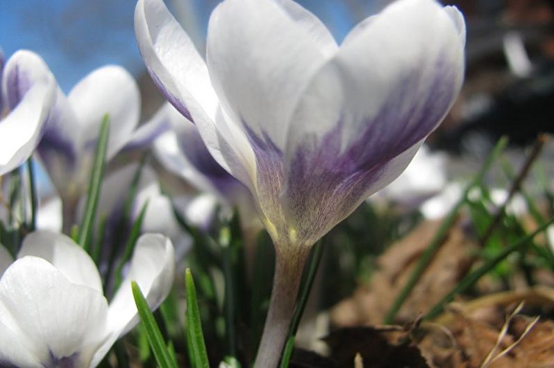 Crocuses (saffron) - photo