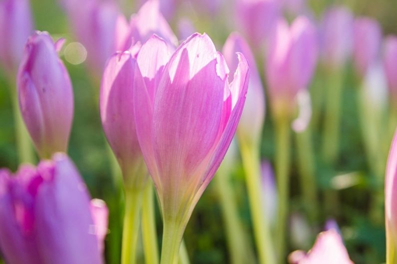 Crocuses (saffron) - photo