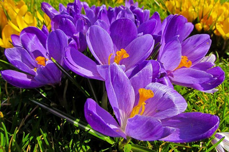 Crocuses (saffron) - photo