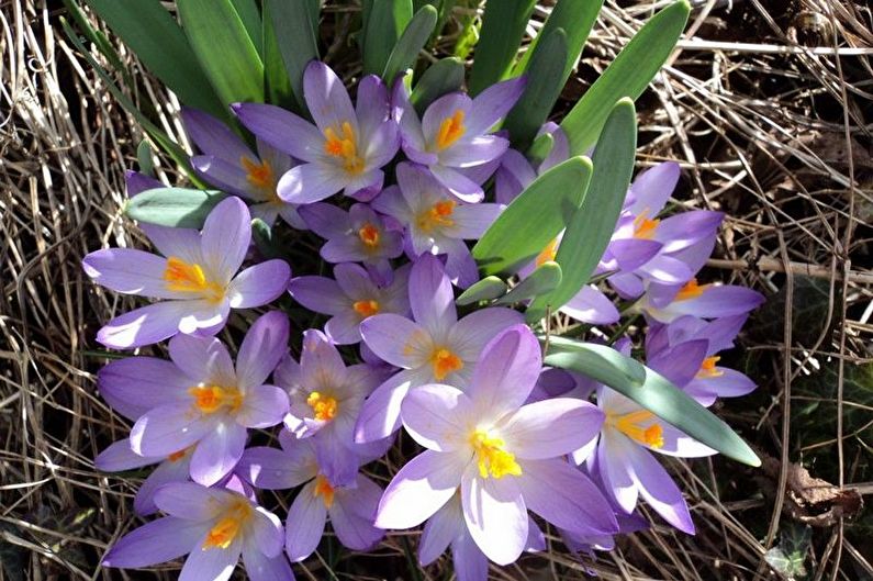 Crocuses (saffron) - photo