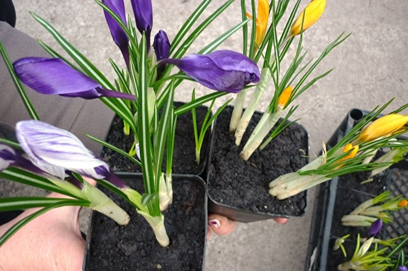 Crocuses (saffron) - photo