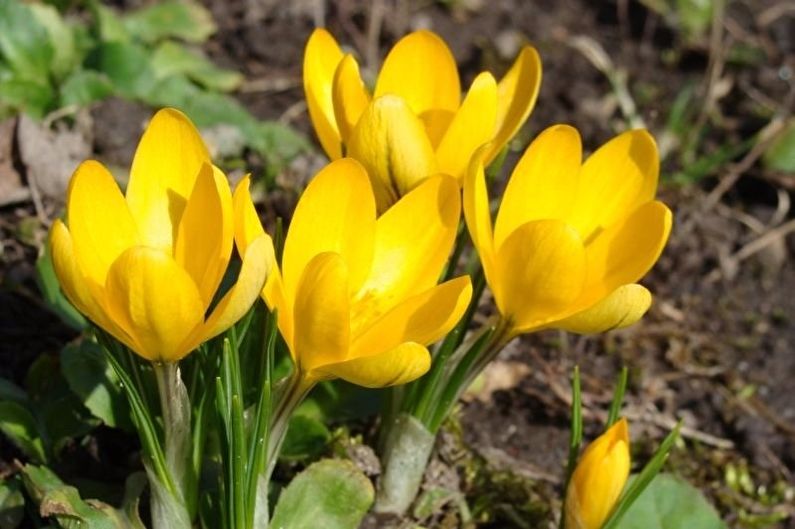 Crocuses (saffron) - photo