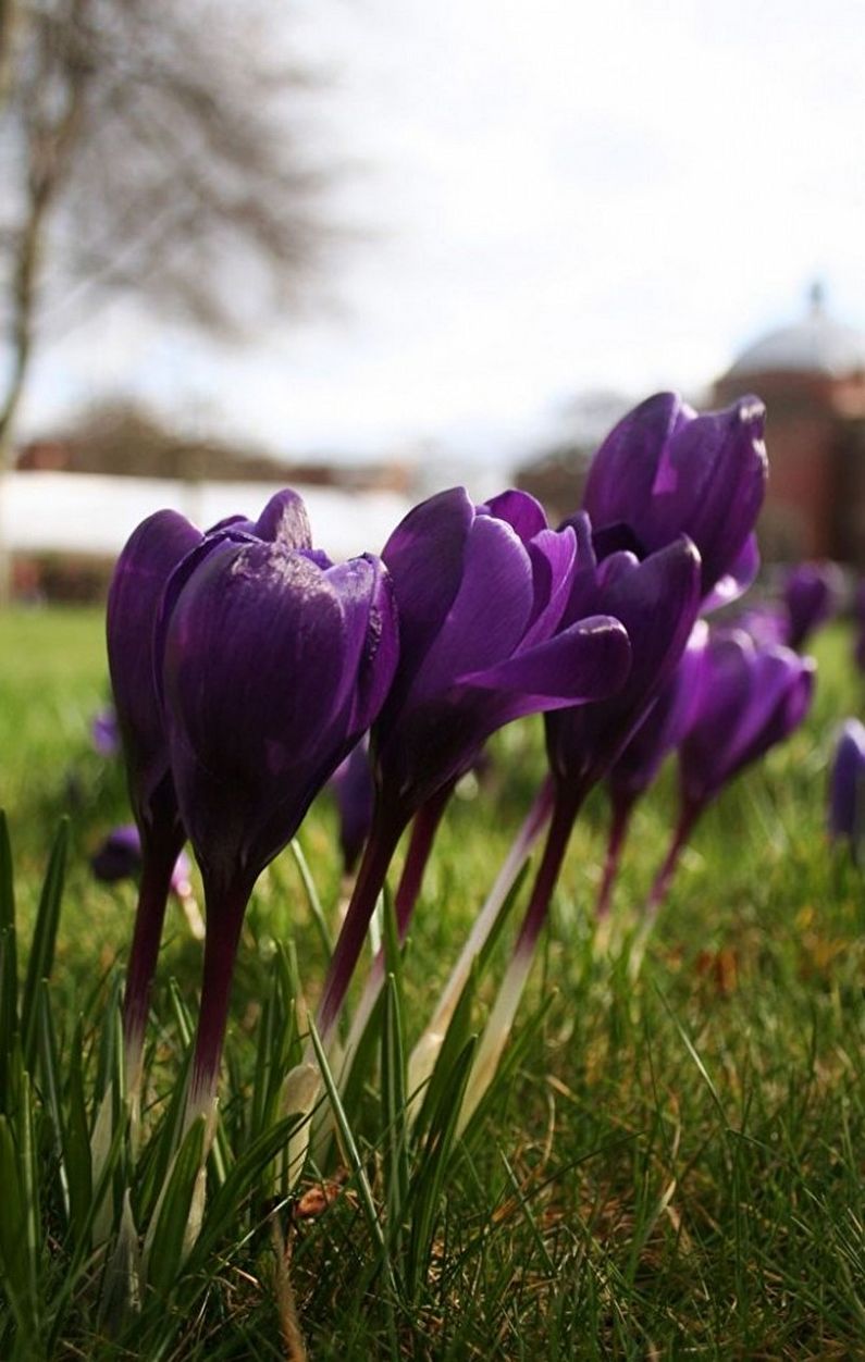 Crocuses (saffron) - photo