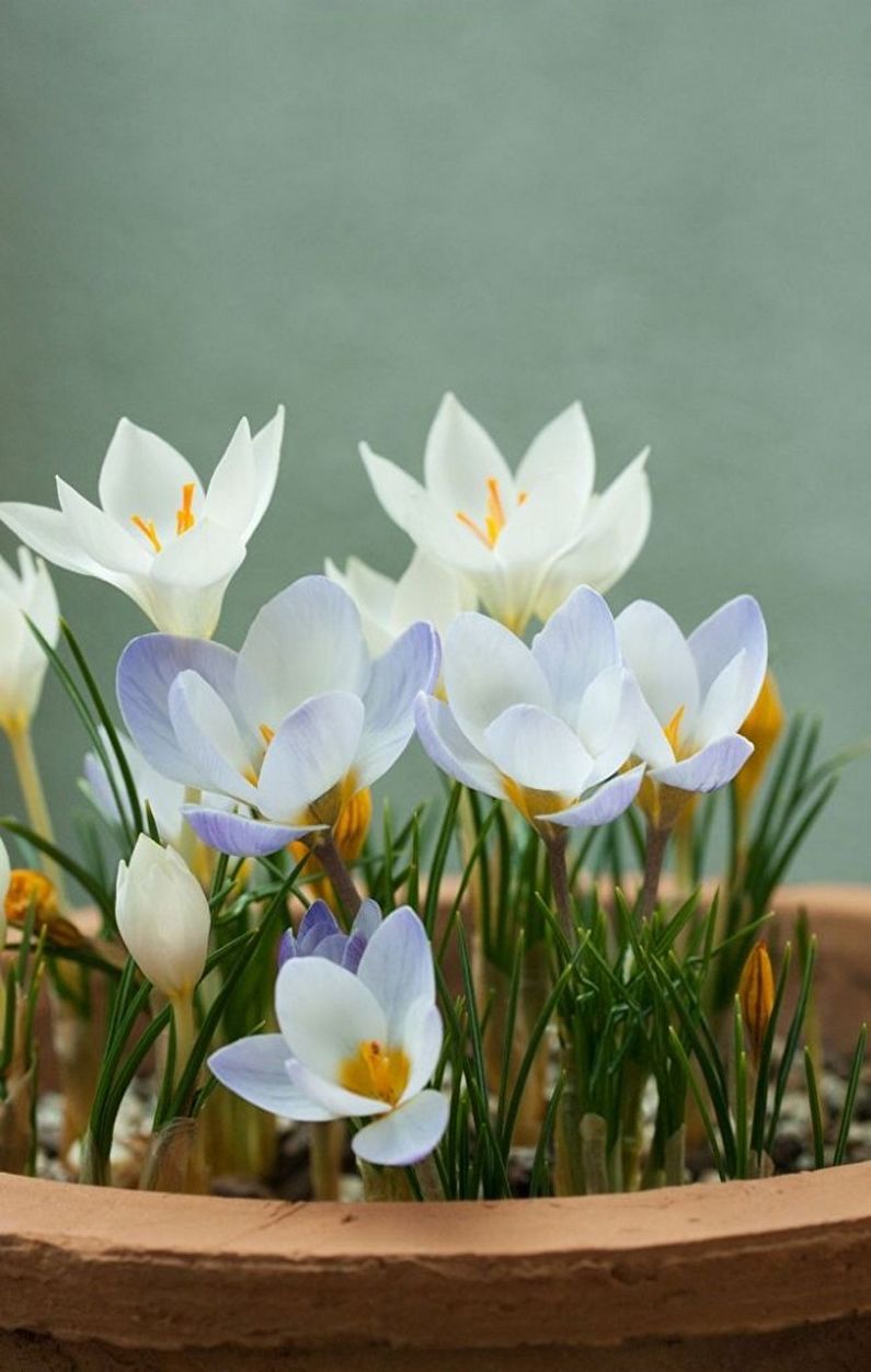 Crocuses (saffron) - photo