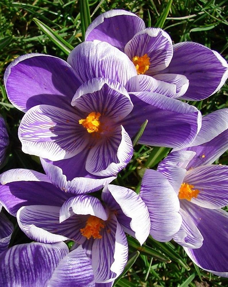 Crocuses (saffron) - photo