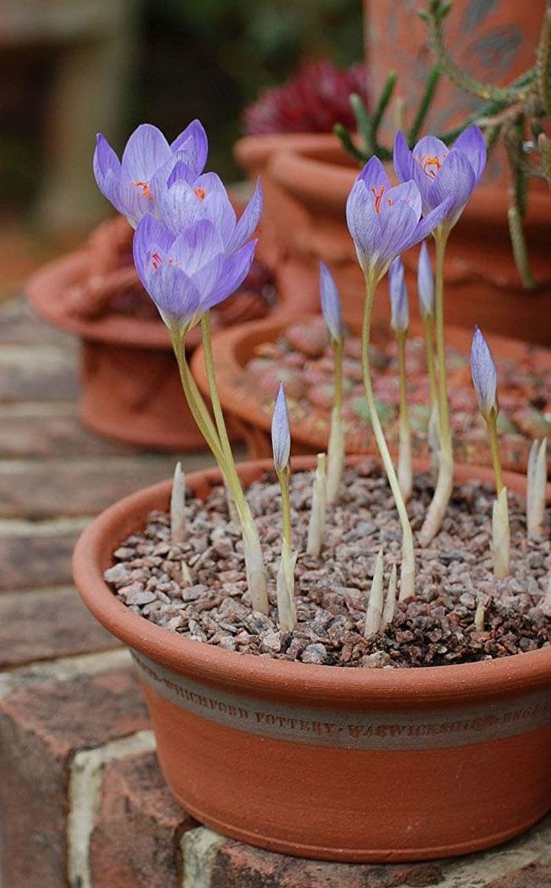 Crocuses (saffron) - photo