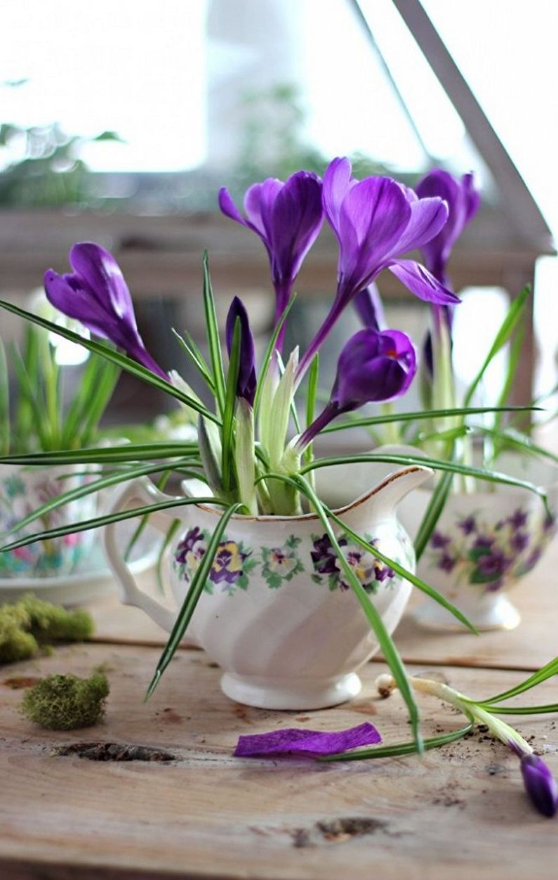 Crocuses (saffron) - photo