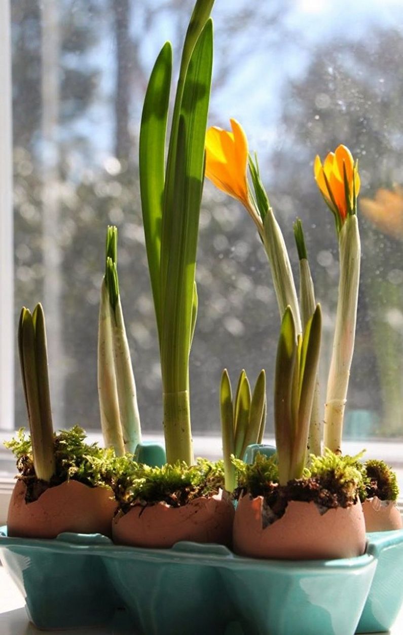 Crocuses (saffron) - photo