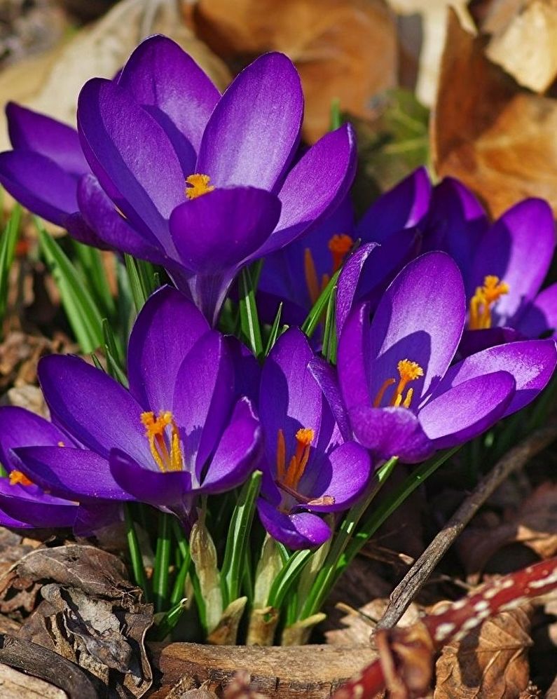 Crocuses (saffron) - photo