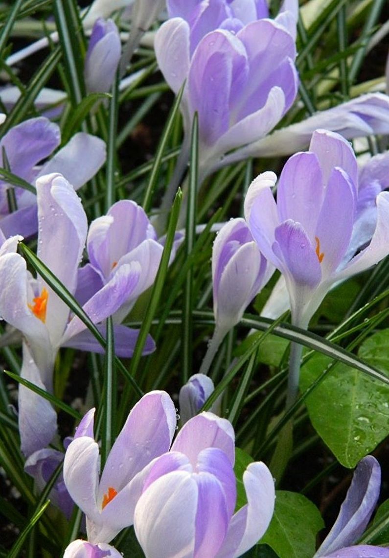 Crocuses (saffron) - photo