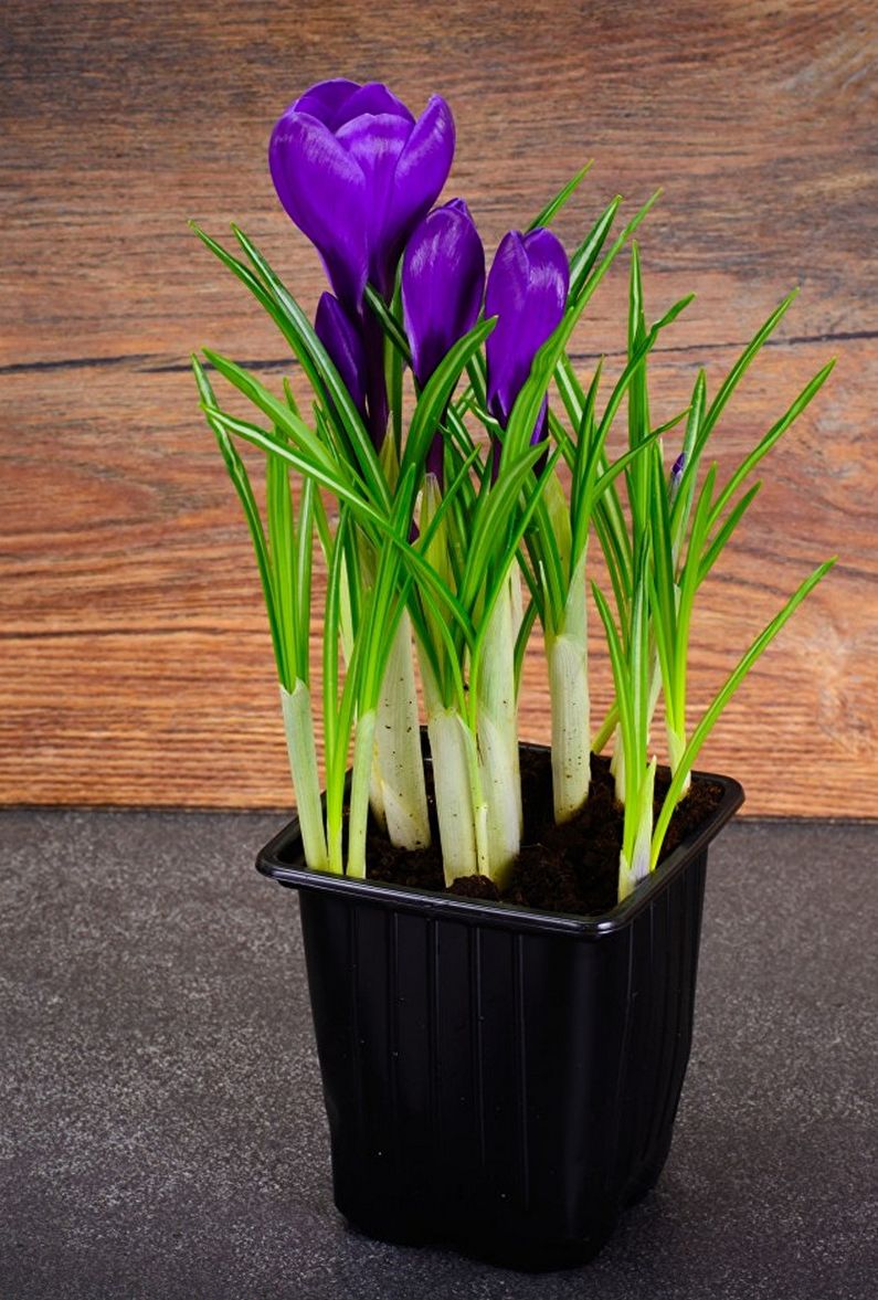 Crocuses (saffron) - photo