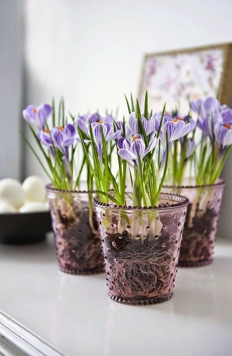 Crocuses (saffron) - photo