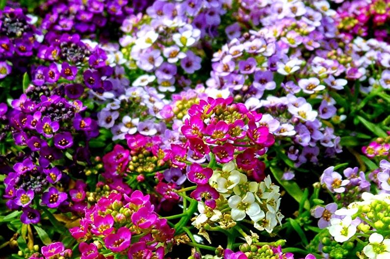 Alyssum - General Features