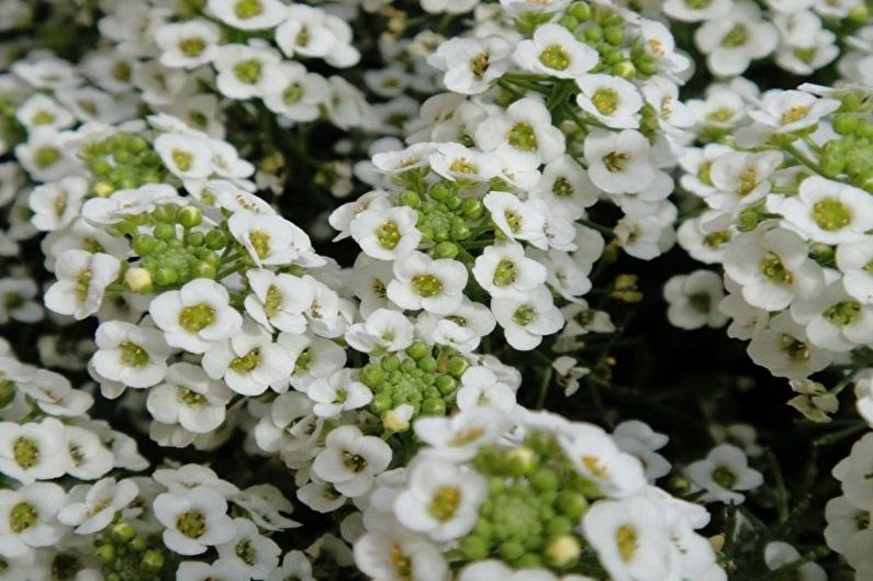 Alyssum - Marine Lobularia