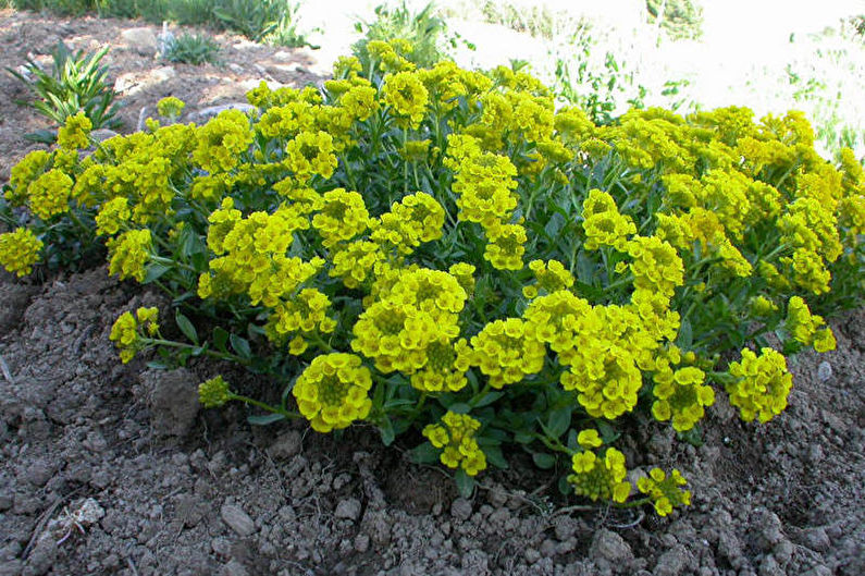 Alissum creeping