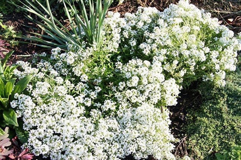 Alyssum - New Varieties