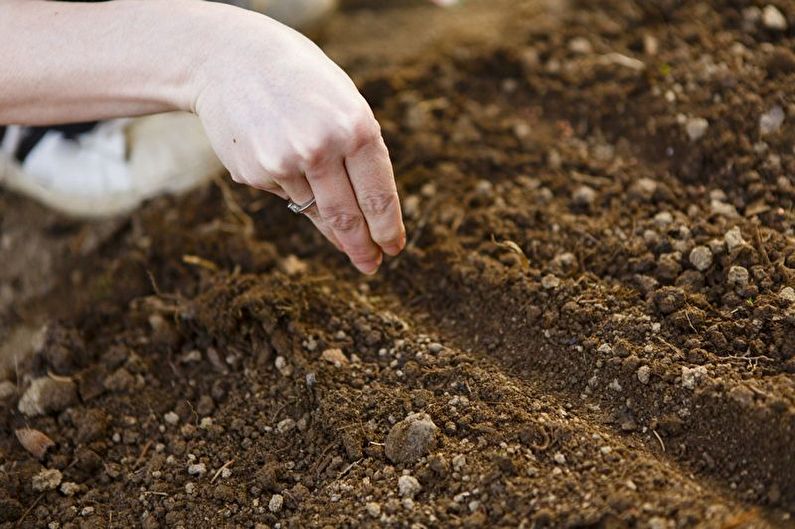 Alyssum - Transplant and Reproduction