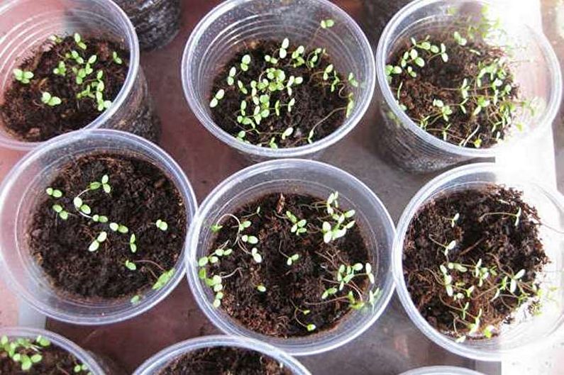 Alyssum - Transplant and Reproduction
