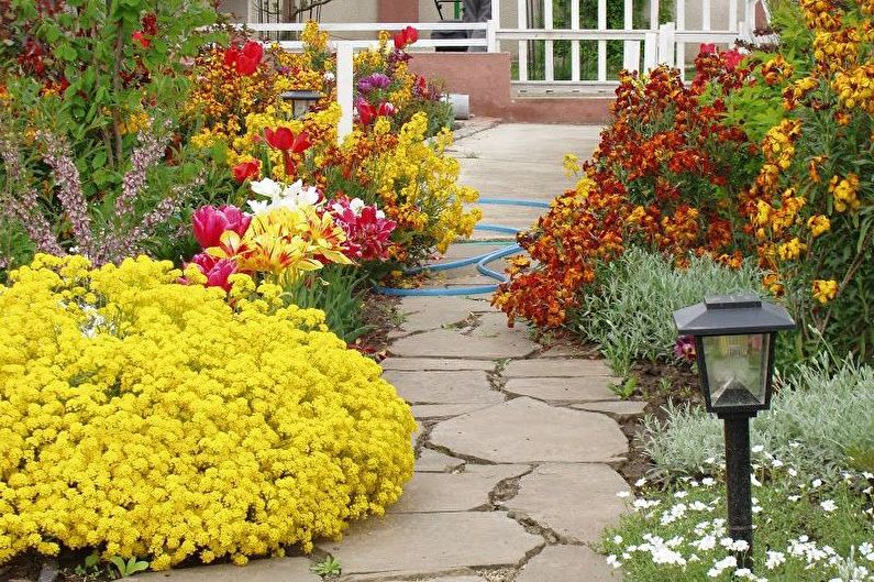 Alyssum - Pest and Disease Control