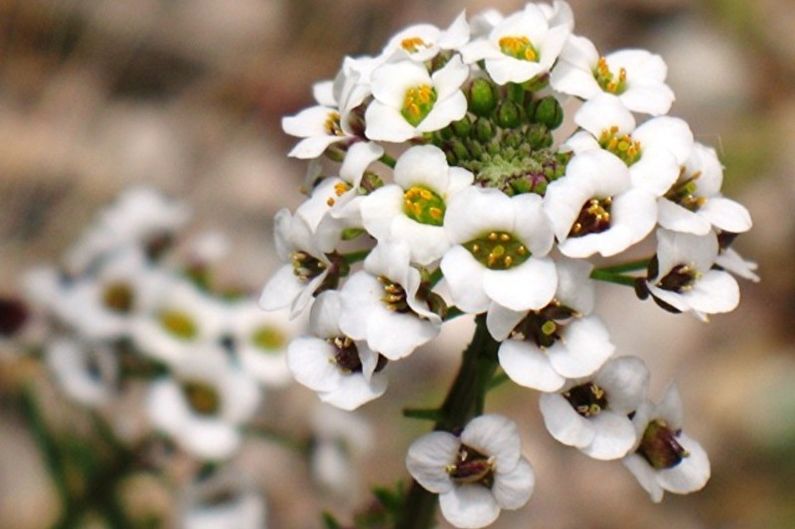 Alyssum - Pest and Disease Control