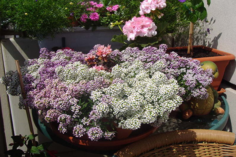 Alyssum - photo