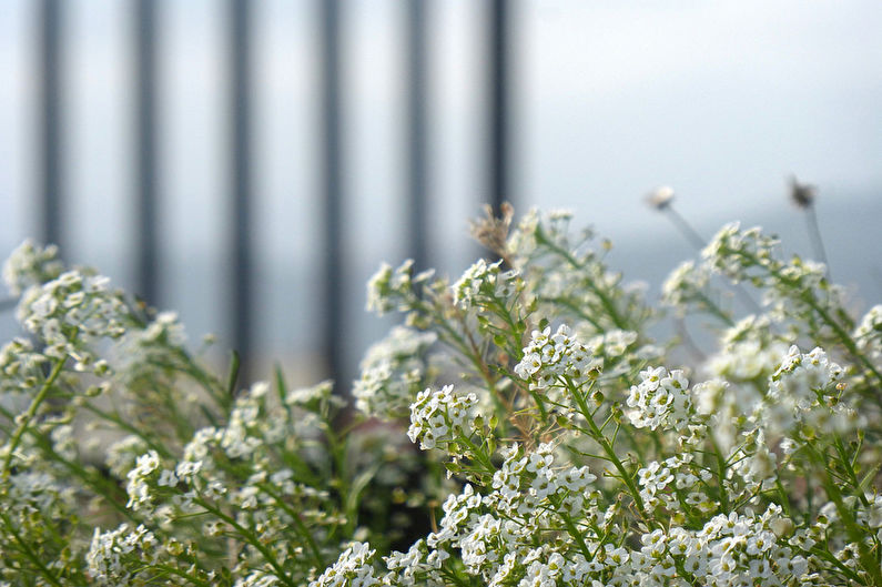 Alyssum - photo