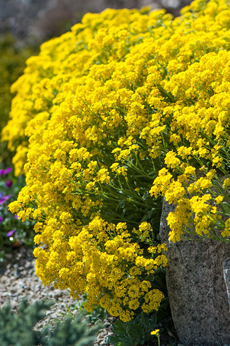 Alyssum - photo