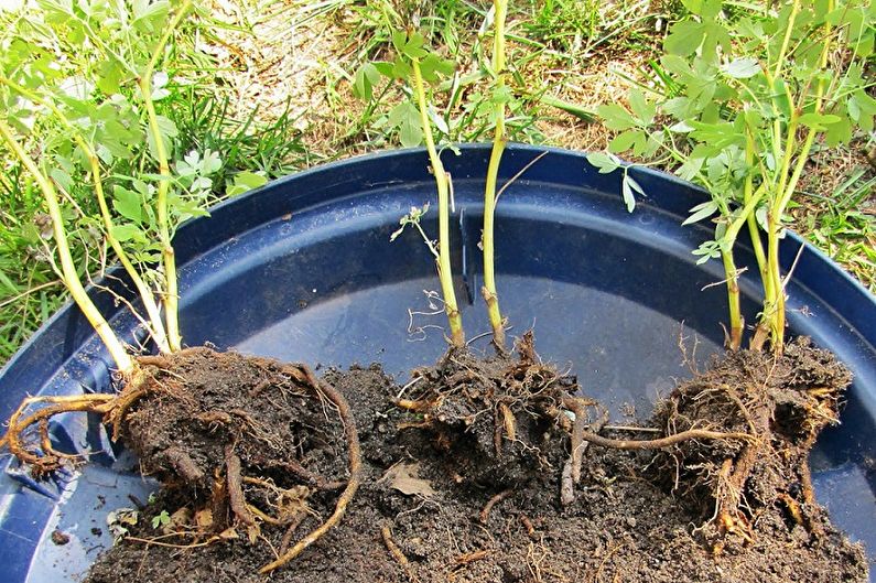Astilba - Transplantation and reproduction