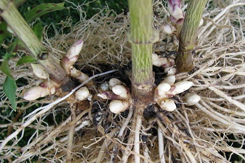 Astilba - Transplantation and reproduction