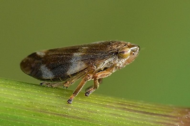Astilba - Pest and Disease Control
