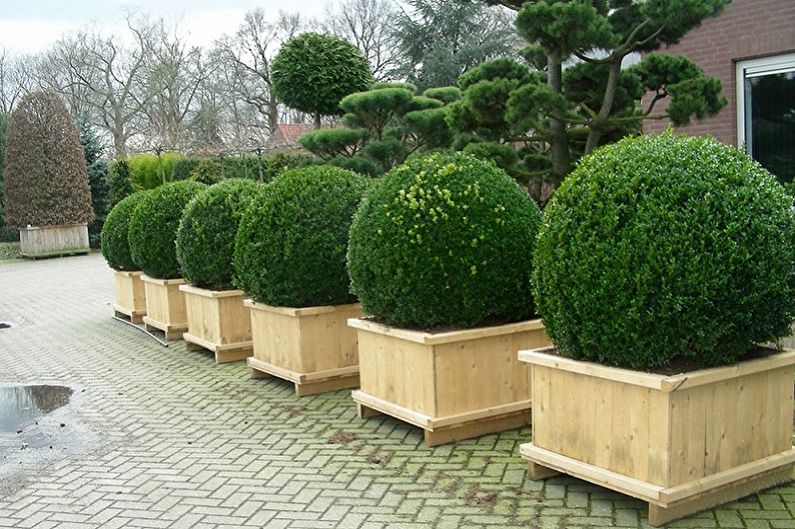 Boxwood - General Features
