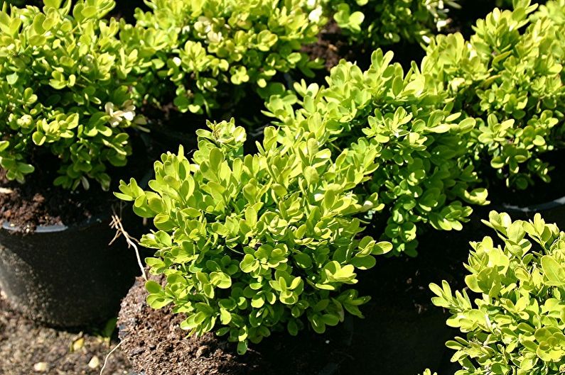 Boxwood - Types