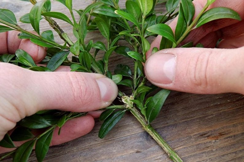 Boxwood - Transplant and Reproduction