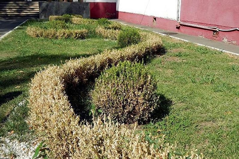 Boxwood - Pest and Disease Control