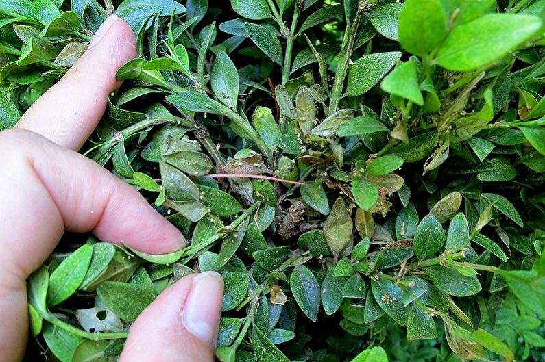 Boxwood - Pest and Disease Control