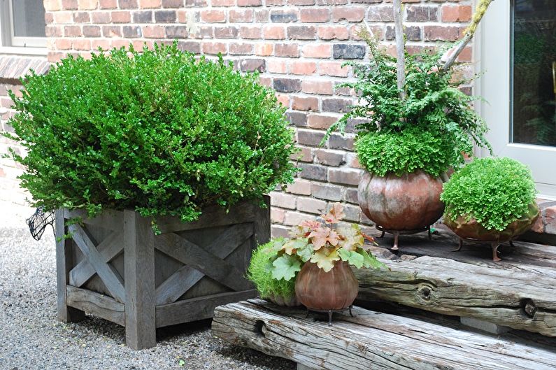 Boxwood - photo