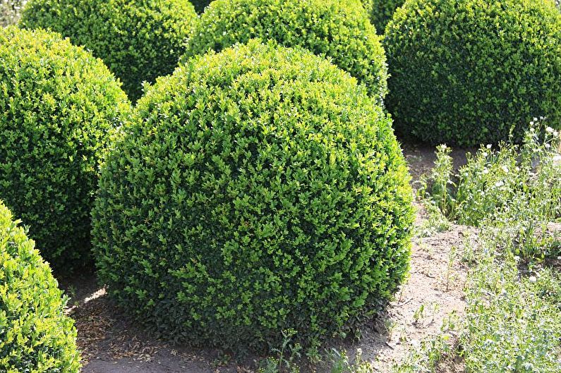 Boxwood - photo